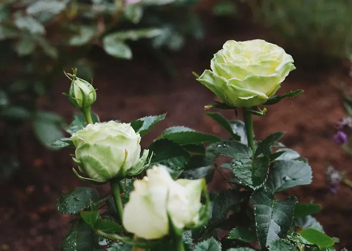 Апартаменты A Cosy Garden Flat In A Quiet Area Close To The Centre *