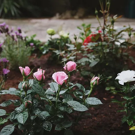 A Cosy Garden Flat In A Quiet Area Close To The Centre 布里斯托
