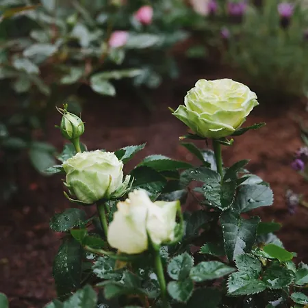 Lejlighed A Cosy Garden Flat In A Quiet Area Close To The Centre *